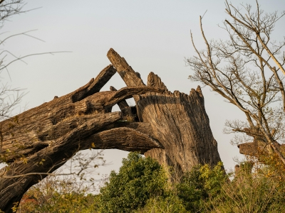 Tree surgeon cutting branches