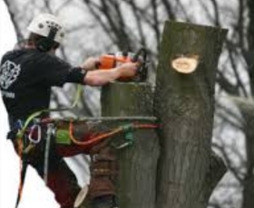 Felling a tree