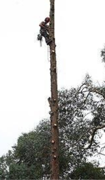 Tree surgeon cutting branches