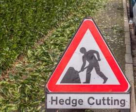 hedge cutting
