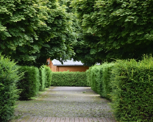 Tree surgeon cutting branches