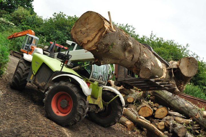 Tree surgeon cutting branches