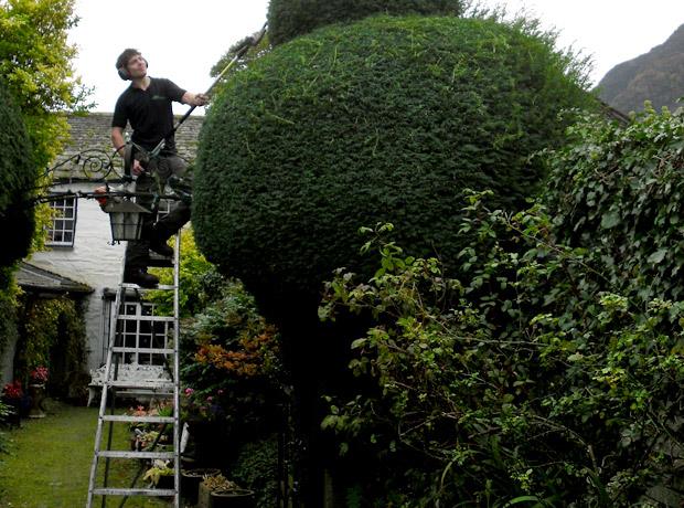 Tree surgeon cutting branches