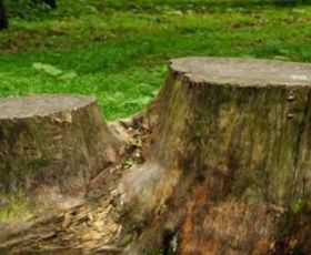 Stump grinding and removal