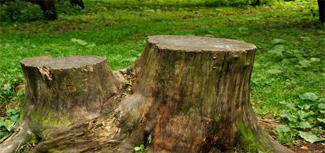 Tree surgeon cutting branches