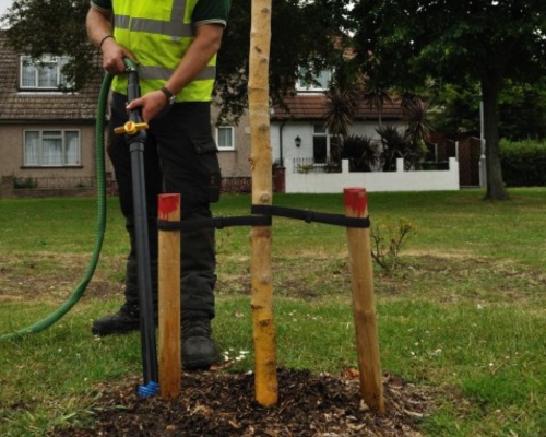 Tree planting
