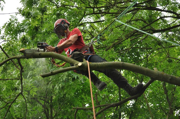Tree surgeon cutting branches